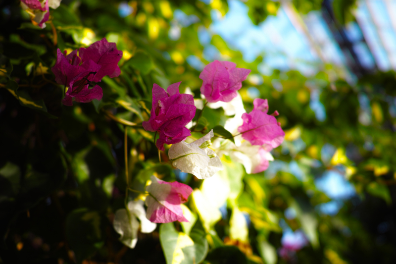 f:id:koza-photo:20121216145743j:plain f:id:koza-photo:20121216145743j:plain