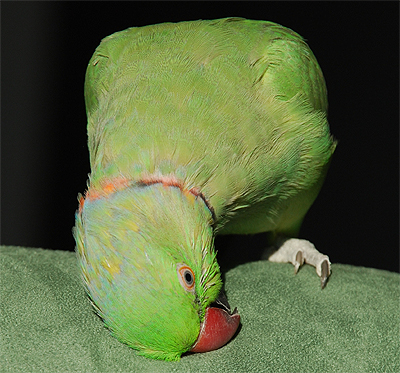 f:id:kozaku3:20091124201126j:image f:id:kozaku3:20091124201126j:image