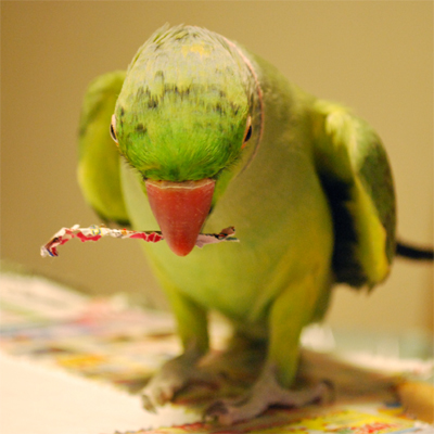 f:id:kozaku3:20091124204515j:image f:id:kozaku3:20091124204515j:image