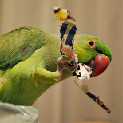 f:id:kozaku3:20091124204516j:image f:id:kozaku3:20091124204516j:image
