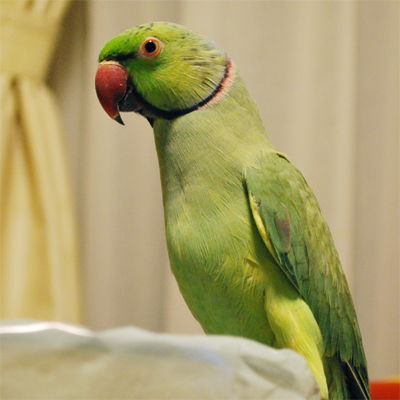 f:id:kozaku3:20091124204517j:image f:id:kozaku3:20091124204517j:image