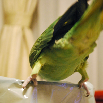 f:id:kozaku3:20091124204518j:image f:id:kozaku3:20091124204518j:image
