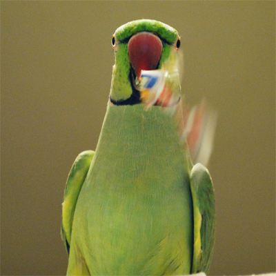 f:id:kozaku3:20091124204519j:image f:id:kozaku3:20091124204519j:image