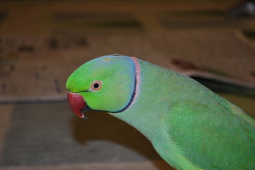 f:id:kozaku3:20100429184502j:image f:id:kozaku3:20100429184502j:image