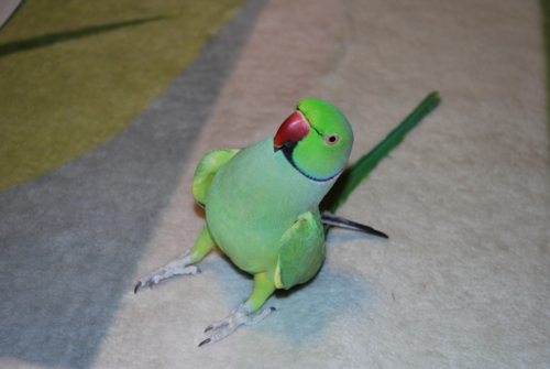 f:id:kozaku3:20100429184634j:image f:id:kozaku3:20100429184634j:image