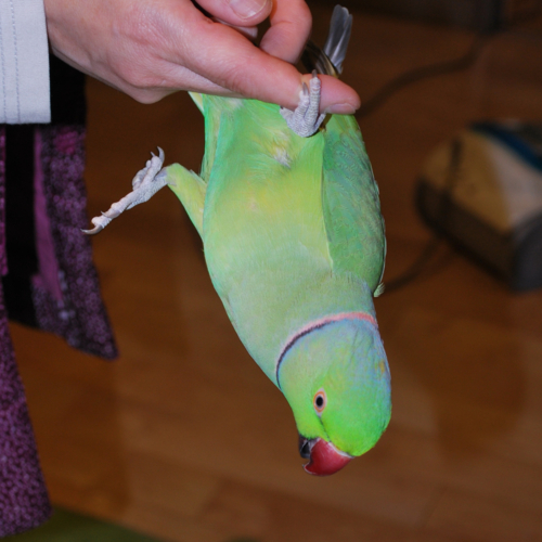 f:id:kozaku3:20100429185245j:image f:id:kozaku3:20100429185245j:image