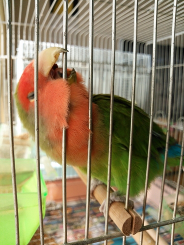 f:id:kozaku3:20150212203547j:image f:id:kozaku3:20150212203547j:image