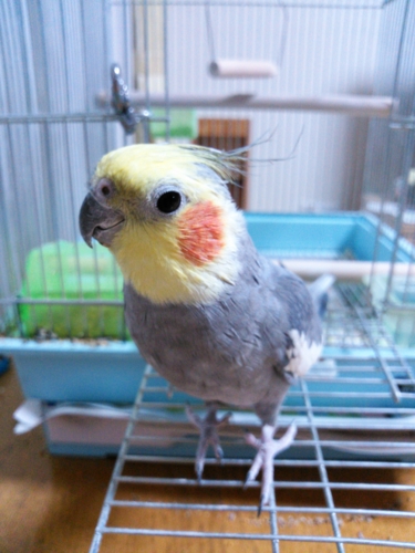 f:id:kozaku3:20150212225850j:image f:id:kozaku3:20150212225850j:image