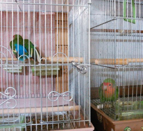 f:id:kozaku3:20150212231058j:image f:id:kozaku3:20150212231058j:image