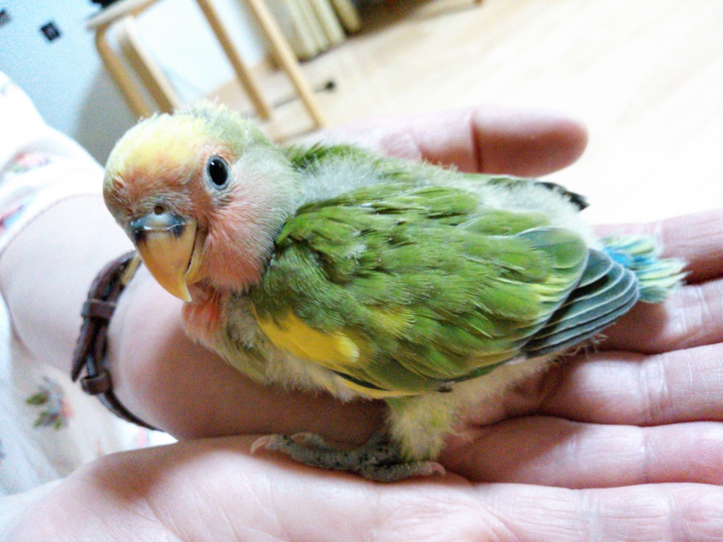 f:id:kozaku3:20150802224152j:plain f:id:kozaku3:20150802224152j:plain