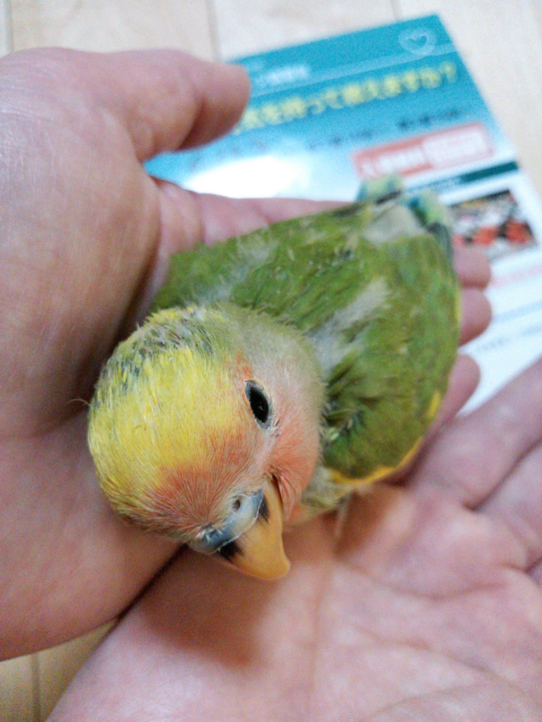 f:id:kozaku3:20150802224604j:plain f:id:kozaku3:20150802224604j:plain