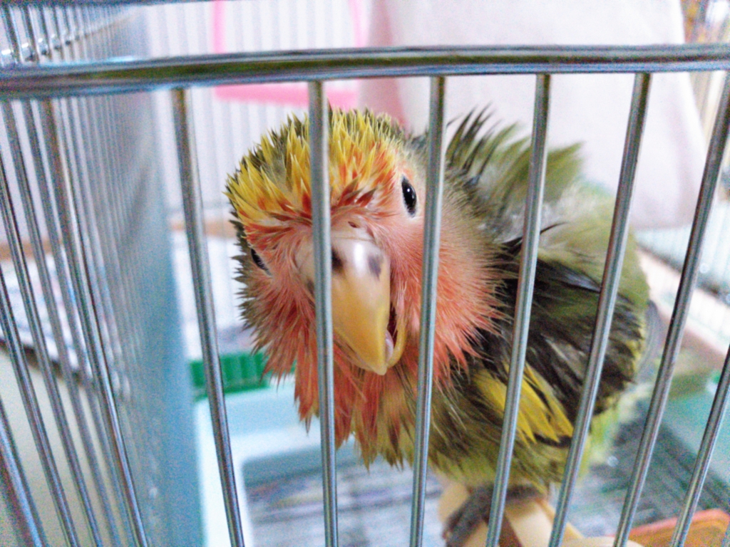 f:id:kozaku3:20150802225421j:plain f:id:kozaku3:20150802225421j:plain