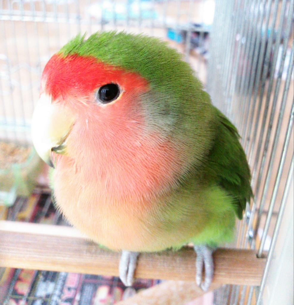 f:id:kozaku3:20150817231057j:plain f:id:kozaku3:20150817231057j:plain