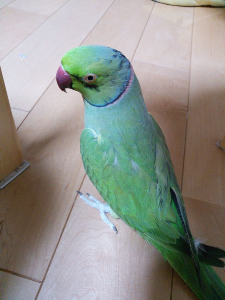f:id:kozaku3:20160306201024j:plain f:id:kozaku3:20160306201024j:plain