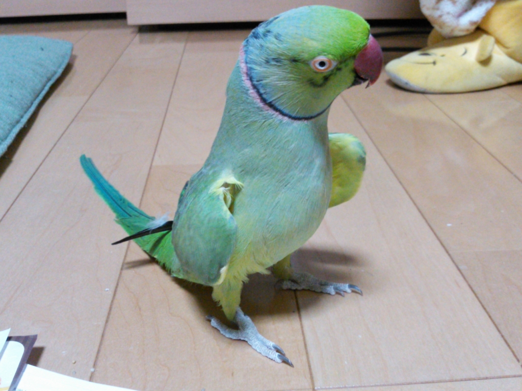 f:id:kozaku3:20160306201134j:plain f:id:kozaku3:20160306201134j:plain