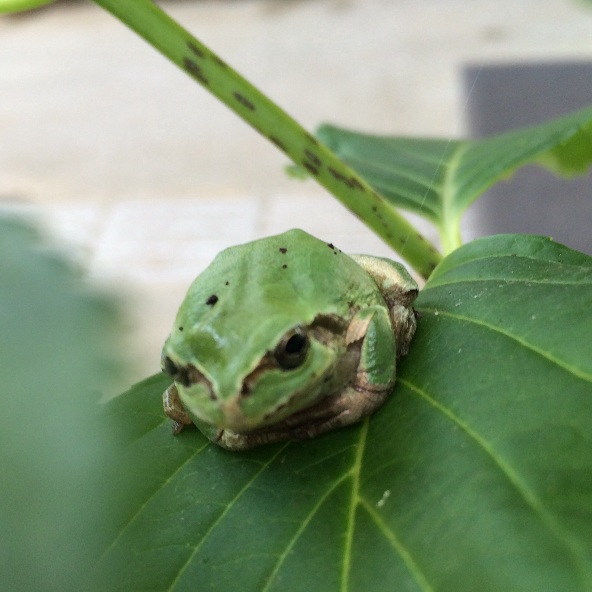 Hot Dog Jumping Frog Albuquerque Youtube Hot Dog Jumping Frog Albuquerque Youtube