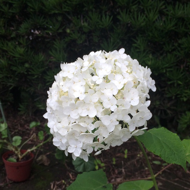 f:id:kp4323w3255b5t267:20150707222411j:image f:id:kp4323w3255b5t267:20150707222411j:image