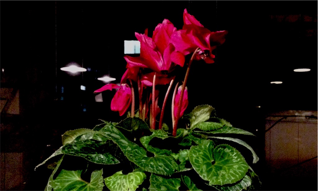 f:id:kp4323w3255b5t267:20151224221152j:image f:id:kp4323w3255b5t267:20151224221152j:image