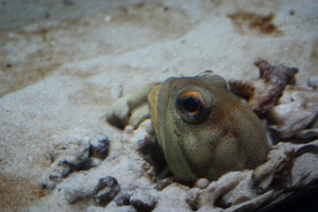f:id:krote:20091212142018j:image