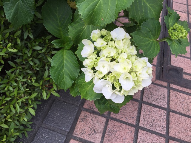 f:id:ktoku3:20150515183913j:image f:id:ktoku3:20150515183913j:image