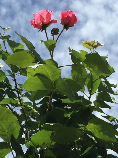f:id:ktoku3:20150515184112j:image f:id:ktoku3:20150515184112j:image