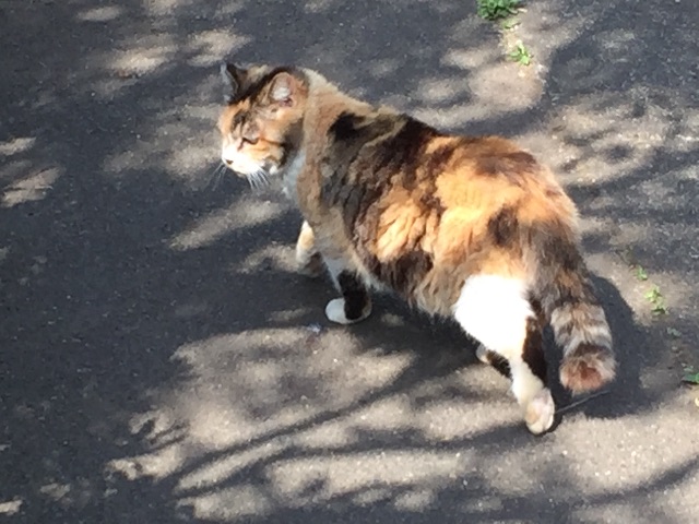f:id:ktoku3:20150515184900j:image f:id:ktoku3:20150515184900j:image
