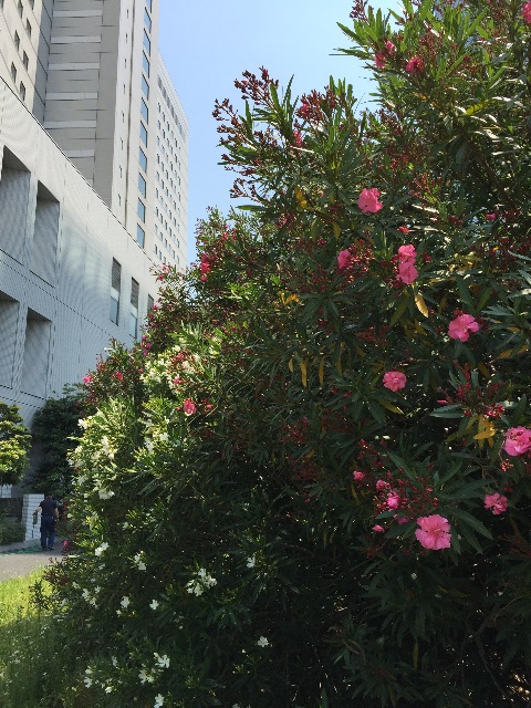 f:id:ktoku3:20150527192748j:image f:id:ktoku3:20150527192748j:image