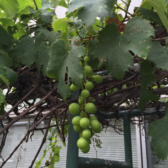 f:id:ktoku3:20150612202008j:image f:id:ktoku3:20150612202008j:image