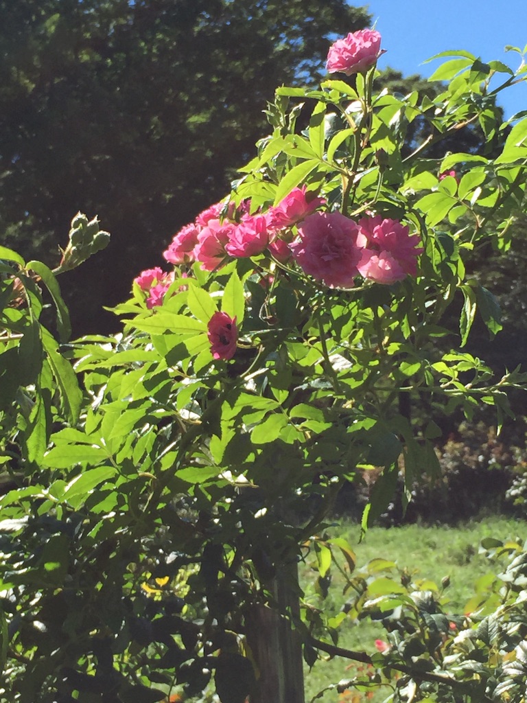 f:id:ktoku3:20150722093440j:image f:id:ktoku3:20150722093440j:image