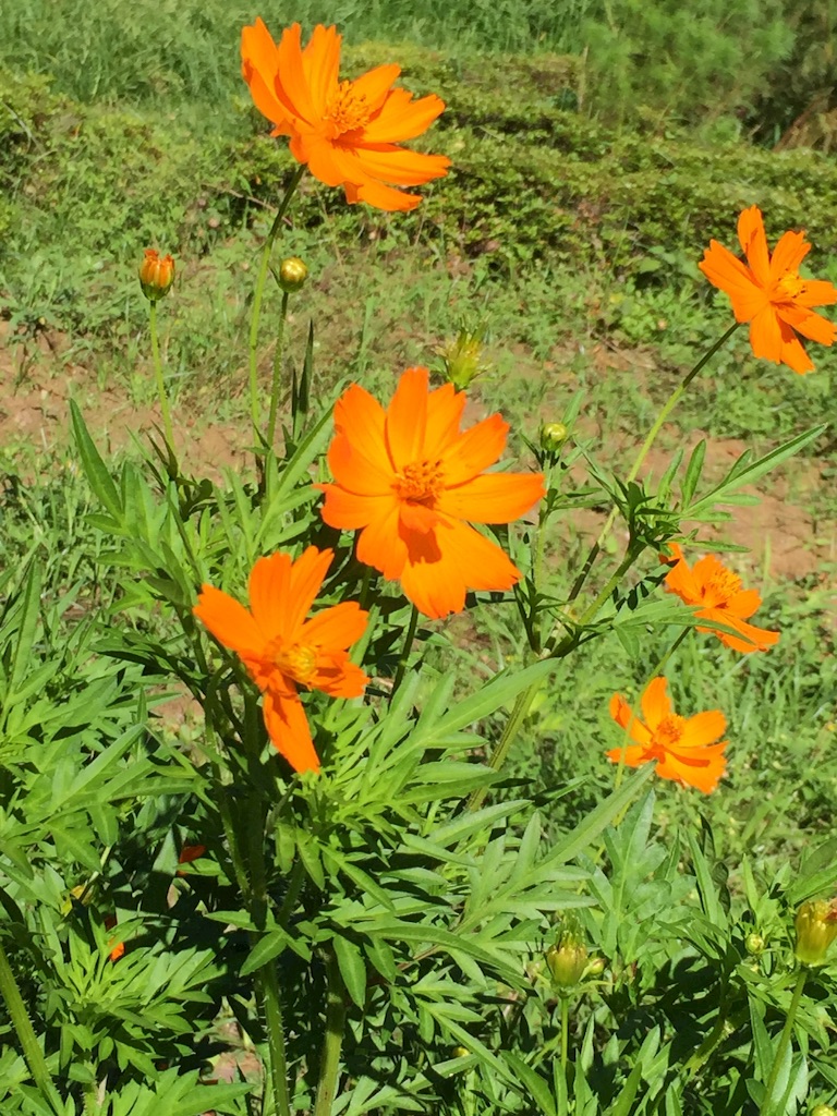 f:id:ktoku3:20150722093533j:image f:id:ktoku3:20150722093533j:image