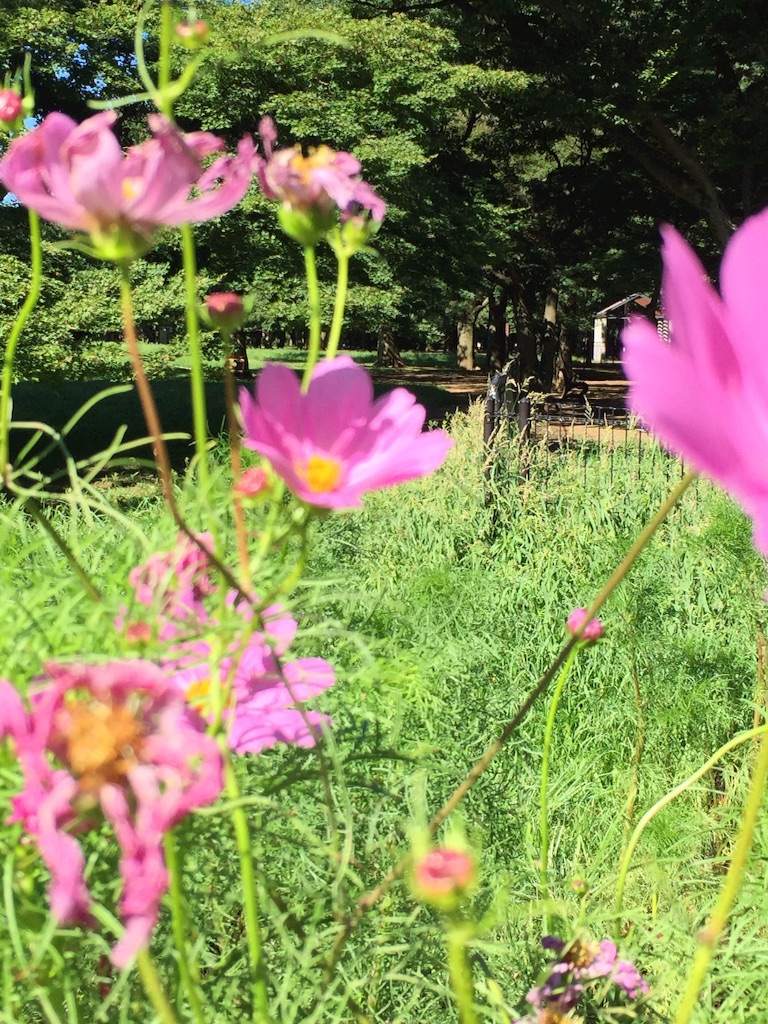 f:id:ktoku3:20150722093547j:image f:id:ktoku3:20150722093547j:image