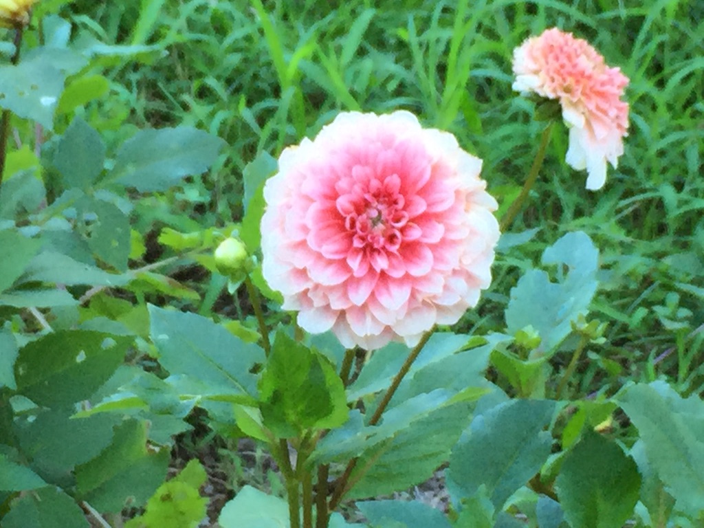f:id:ktoku3:20150722093654j:image f:id:ktoku3:20150722093654j:image