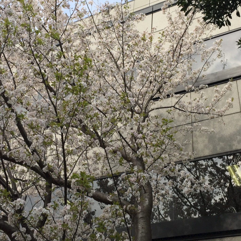f:id:ktoku3:20160403134546j:image f:id:ktoku3:20160403134546j:image