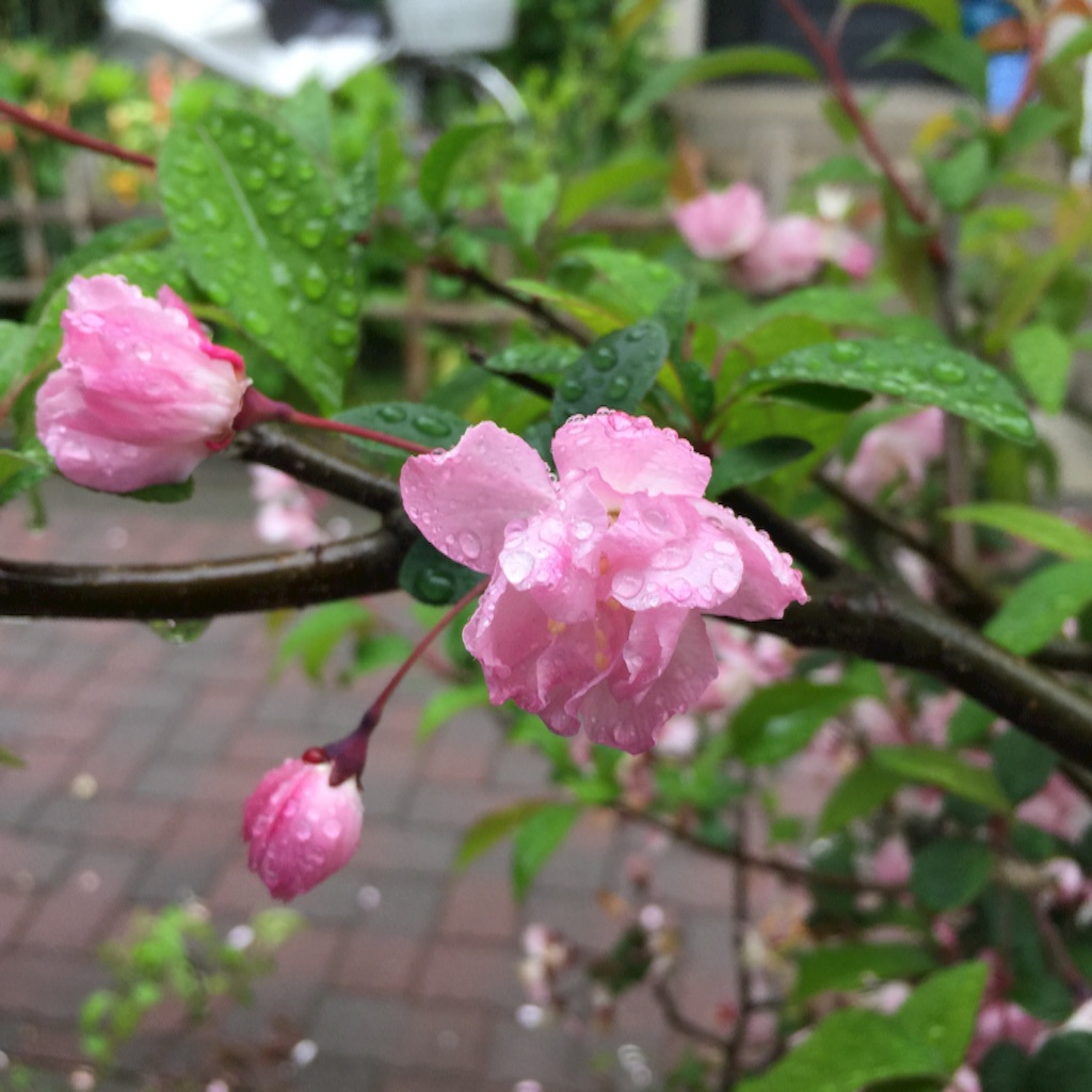 f:id:ktoku3:20160413183808j:image f:id:ktoku3:20160413183808j:image