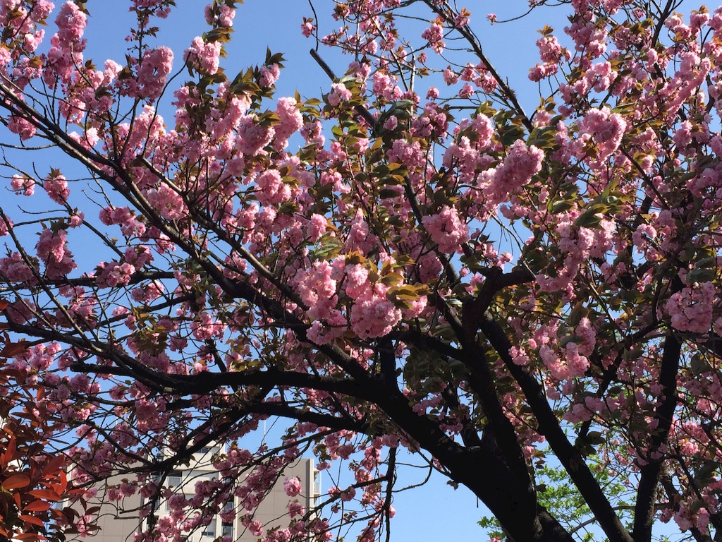 f:id:ktoku3:20160416141610j:image f:id:ktoku3:20160416141610j:image