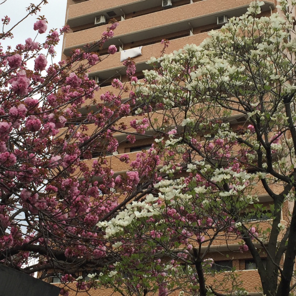 f:id:ktoku3:20160416141640j:image f:id:ktoku3:20160416141640j:image