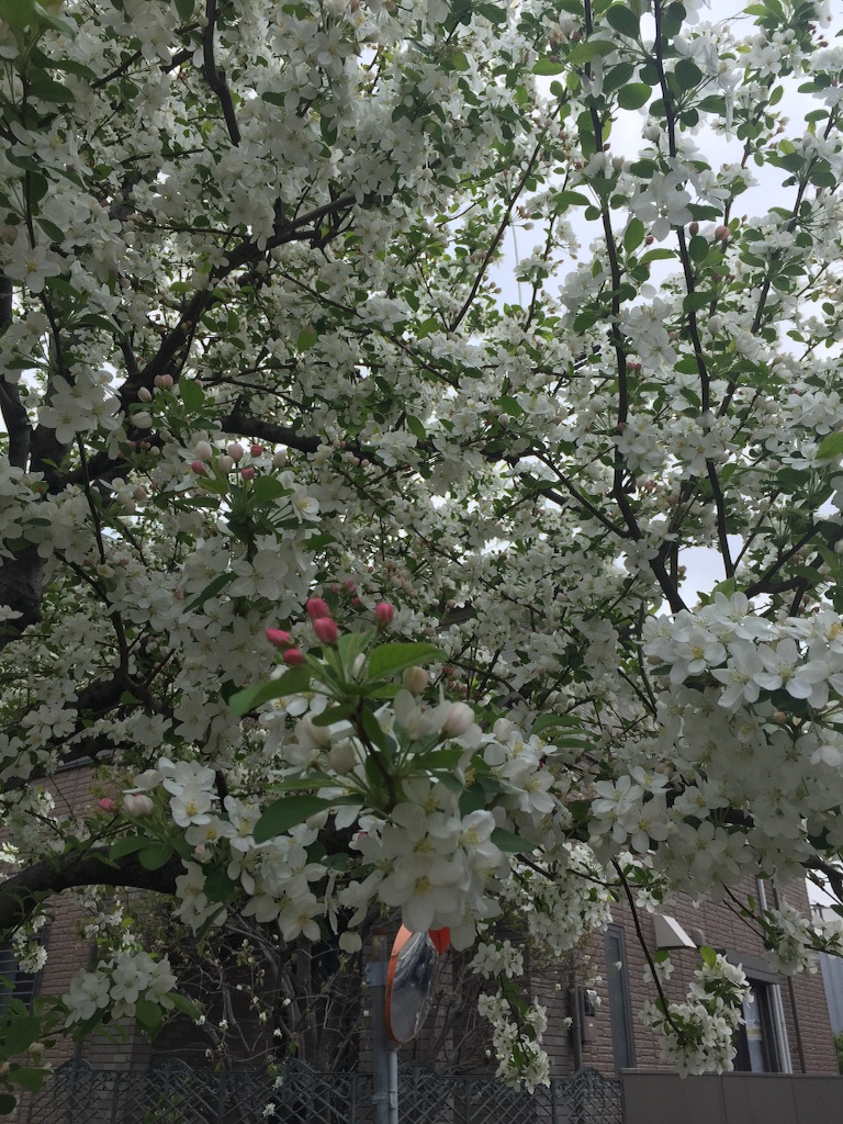 f:id:ktoku3:20160416142050j:image f:id:ktoku3:20160416142050j:image