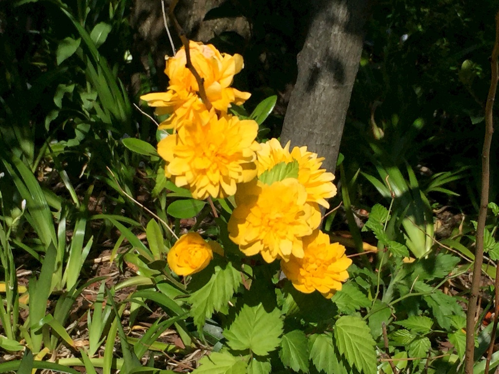 f:id:ktoku3:20160421072530j:image f:id:ktoku3:20160421072530j:image