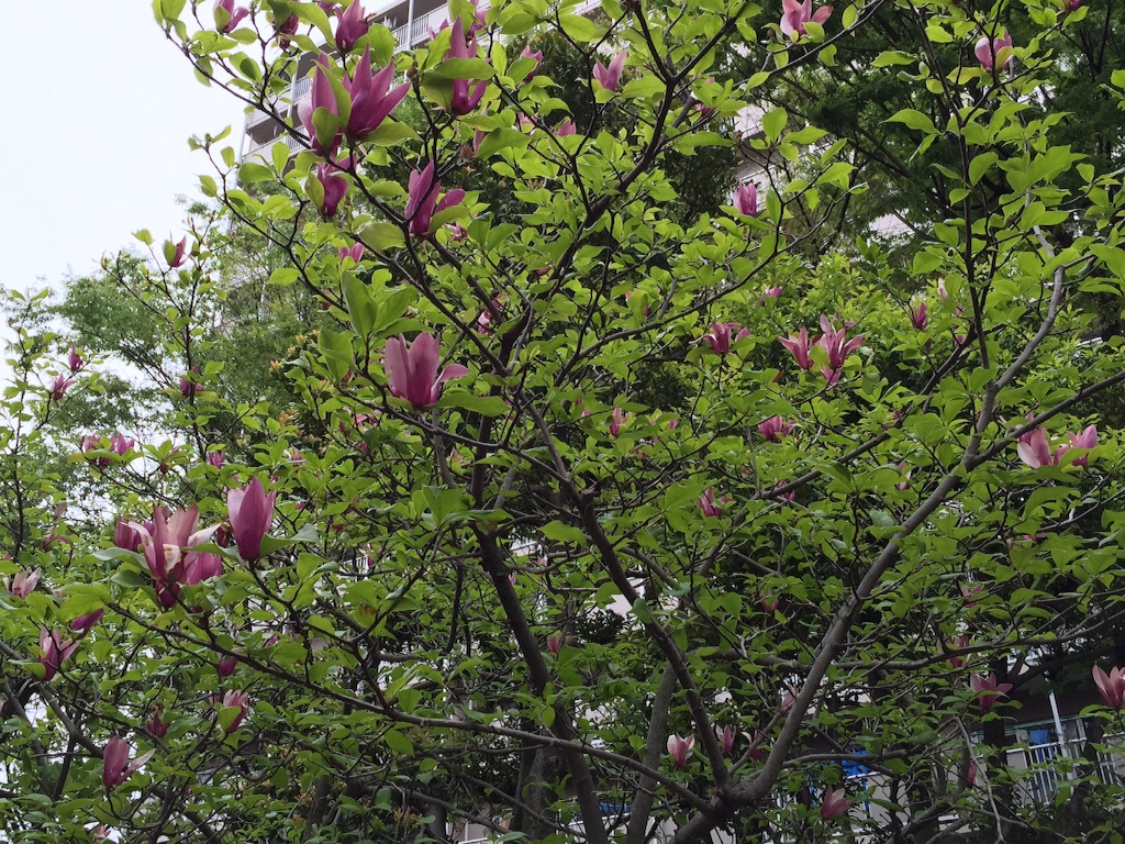 f:id:ktoku3:20160421191635j:image f:id:ktoku3:20160421191635j:image