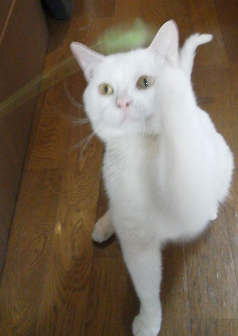 f:id:ktos_sb:20140311042343j:image f:id:ktos_sb:20140311042343j:image