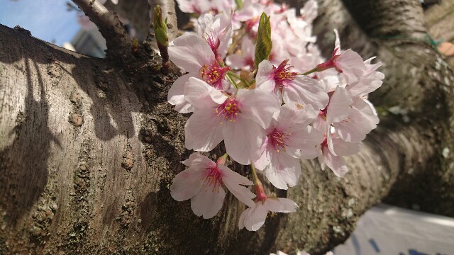 f:id:ktpyd:20160407030626j:image f:id:ktpyd:20160407030626j:image