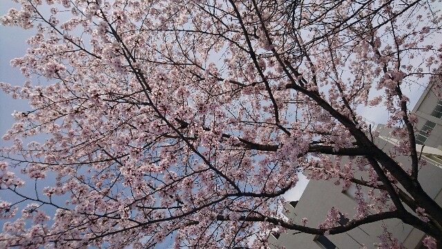 f:id:ktpyd:20160407030646j:image f:id:ktpyd:20160407030646j:image