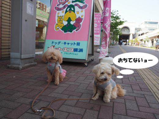 f:id:kubiwakoubou:20150502223703j:plain f:id:kubiwakoubou:20150502223703j:plain