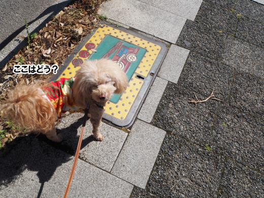 f:id:kubiwakoubou:20150513205017j:plain f:id:kubiwakoubou:20150513205017j:plain