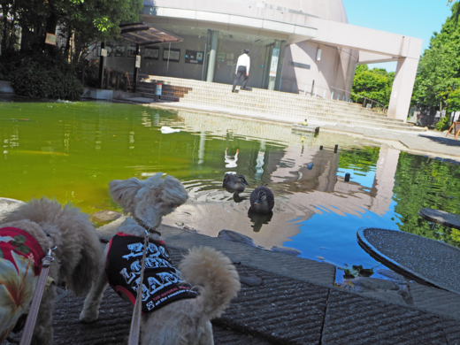 f:id:kubiwakoubou:20150513205409j:plain f:id:kubiwakoubou:20150513205409j:plain