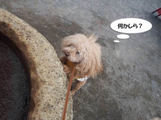 f:id:kubiwakoubou:20150611202405j:plain f:id:kubiwakoubou:20150611202405j:plain