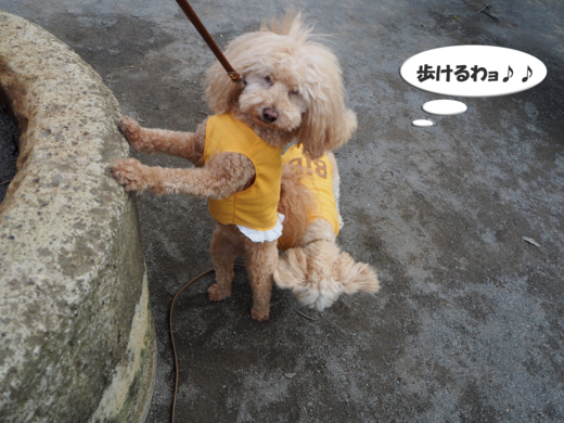 f:id:kubiwakoubou:20150611203706j:plain f:id:kubiwakoubou:20150611203706j:plain