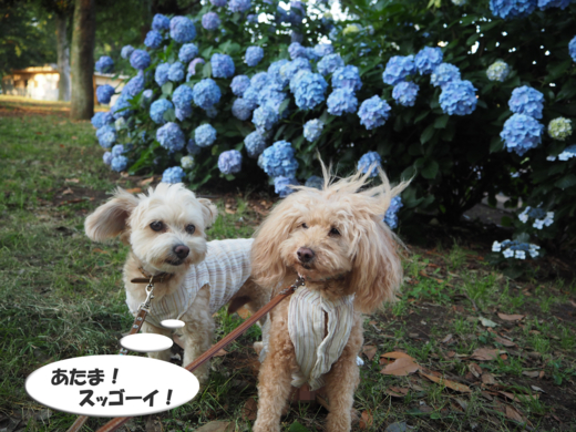 f:id:kubiwakoubou:20150615211841j:plain f:id:kubiwakoubou:20150615211841j:plain