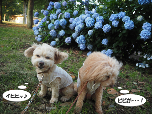 f:id:kubiwakoubou:20150615213303j:plain f:id:kubiwakoubou:20150615213303j:plain