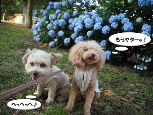 f:id:kubiwakoubou:20150615214504j:plain f:id:kubiwakoubou:20150615214504j:plain
